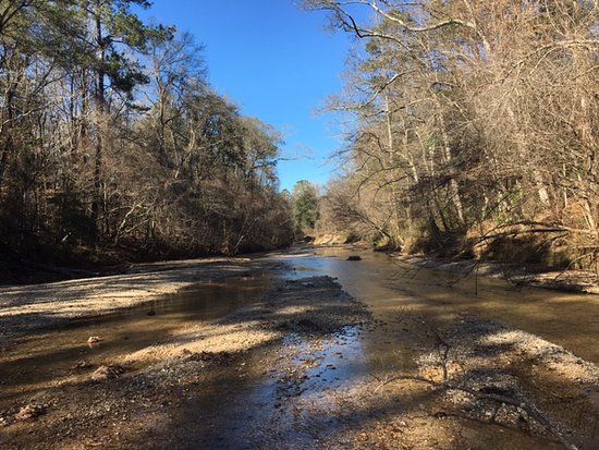 Homochitto National Forest